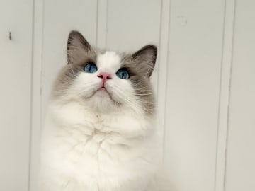 Ragdoll · Bjärnum · Medina’s Dolls
