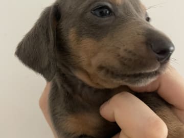 Dachshund · Enskededalen · Biancas