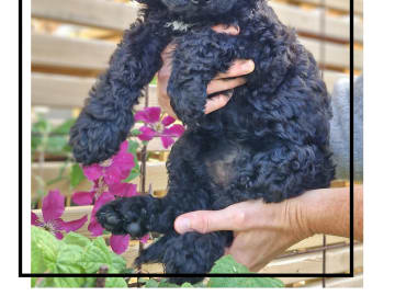 Double Doodle · Borås · Smith Labradoodles