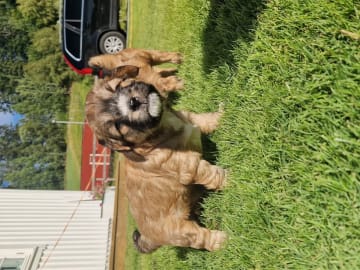 Tibetan Terrier · Halden · Lena Mari Fjeld