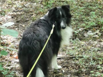 Shetland Sheepdog · Köpingsvik · Stars Of Moon