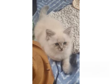 Ragdoll · Jämshög · SE*Eniliacat's