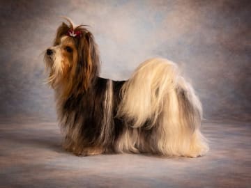 Biewer terrier · Märsta · Nasherhaus