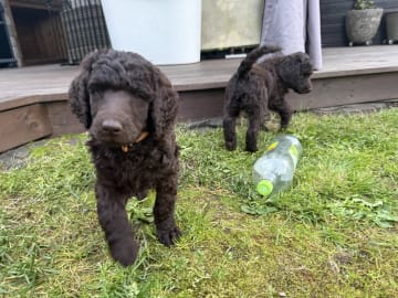 Pudel, stor · Spillum · Almaluros kennel