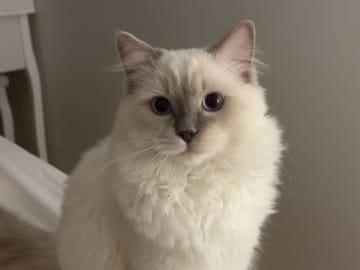 Ragdoll · Olofström · Doria B.