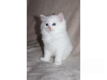 Ragdoll · Tärnsjö · SE*Rörödalens