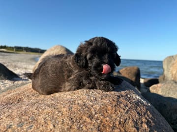 Maltipoo · Kirkholt · Ellinor C.