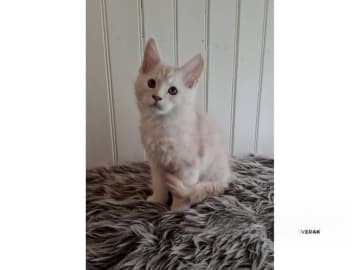 Maine Coon · Glanshammar · SE*Trollius New Moon