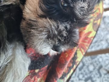 Dvärgschnauzer · Degerfors · Skäggebols