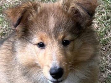 Shetland sheepdog · Nossebro · Gracefully’s