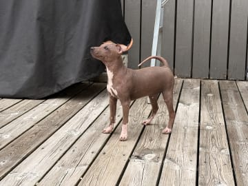 American Hairless Terrier · Mellerud · Ticket to win