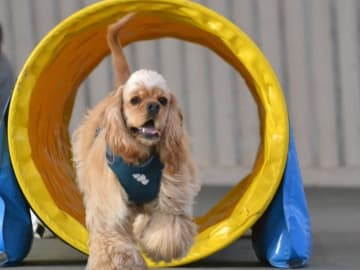 Amerikansk cocker spaniel · Simlångsdalen · Cathrine Uhrberg