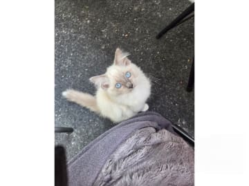 Ragdoll · Vårby · SE*Ragsu's