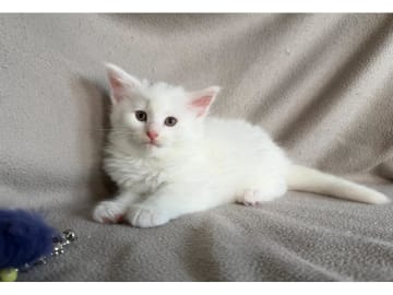 Norwegian Forest · Torslanda · S*Kronängens