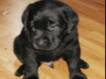 Labrador retriever · Storvreta · Hungry -Heart´s