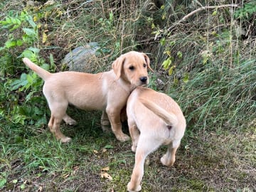 Labrador retriever · Höör · Thorondor