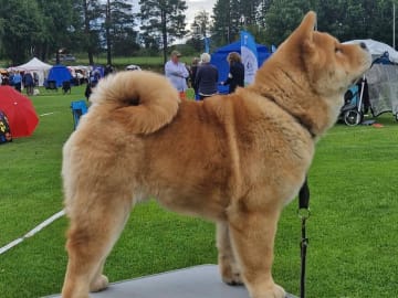 Chow chow · Hedesunda · Chowhill’s
