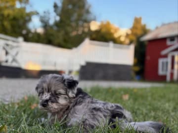 Kennel Dirgis
