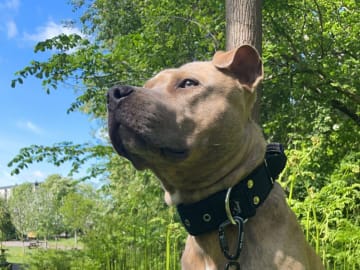 Pitbull/bully · Hisings Backa · Gabriella B.