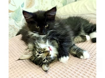 S*Just Catnap's