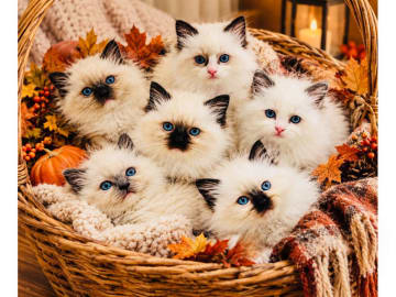 Ragdoll · Trollhättan · SE*Sapphire Blue Eyes