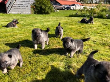 Norsk älghund - Gråhund · Sandtorg · Eirik J Rubach