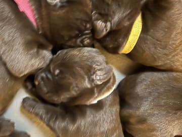 Labrador retriever · Mariestad · Värmdö kennel