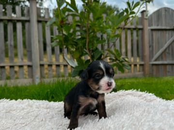 Chinese crested dog · Västerås · Vovverollens