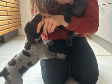German Shorthaired Pointer (Vorsteh) · Karup J · Rivus