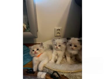 Ragdoll · Falun · S*Blå Ängelns
