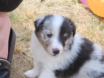 Shetland sheepdog