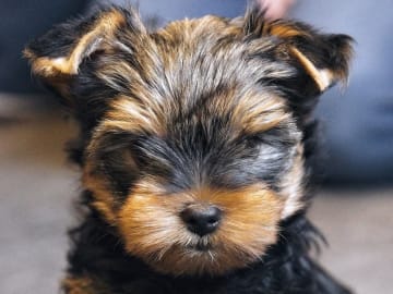 Mount Yorkie