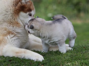 Siberian husky · Sørskogbygda · Joanna Krystyna Ratajczak