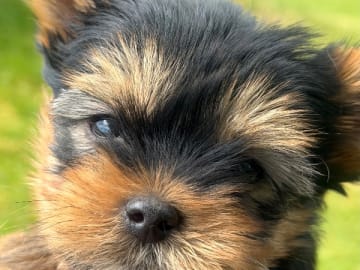 Yorkshireterrier · Årjäng · Bokellas