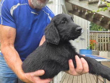 Flatcoated retriever · Hunnebostrand · Inspirations