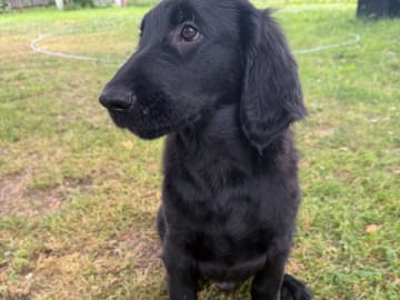 Flat coated retriever · Rånäs · Itans Ljuva