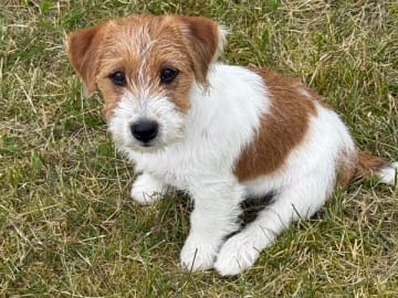 Jack russell terrier · Kristianstad · S'Wagger Tail