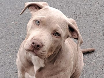 American bully · Torshälla · Privatperson