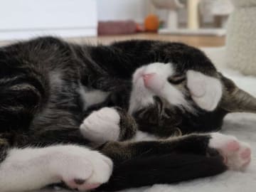 Bondkatt · Göteborg · Mince