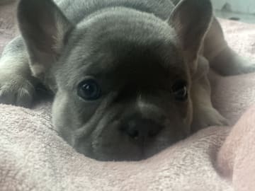 Fransk bulldog