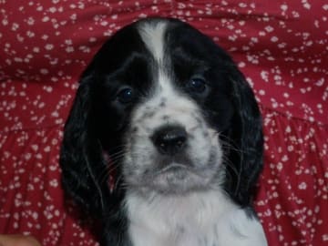 Engelsk springer spaniel · Mellerud · Ripplings