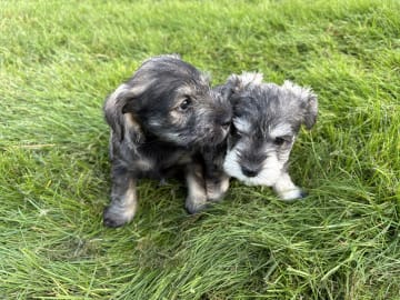 Miniature Schnauzer · Partille · Encalnas' Kennel