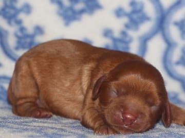 Cavalier king charles spaniel · Säffle · Bernerhagens