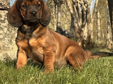 Alpenländische dachsbracke · Tibro · Karlsberg Bracke Kennel