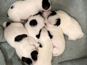 Jack russell terrier · Knivsta · Limelight Kennels