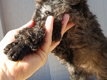 Hjortkvarns Cavapoo