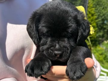 Labrador retriever · Svorkmo · Lyonette
