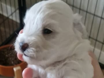 Maltipoo · Torshälla · Maltipoo