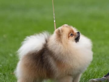 Pomeranian · Andebu · Arctic Delight