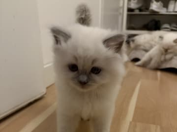 Ragdoll · Malmö · Sanja S.
